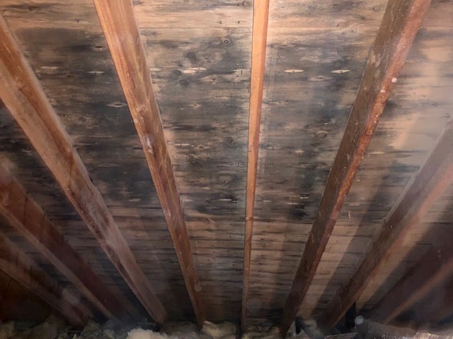 Extensive mold growth in an attic